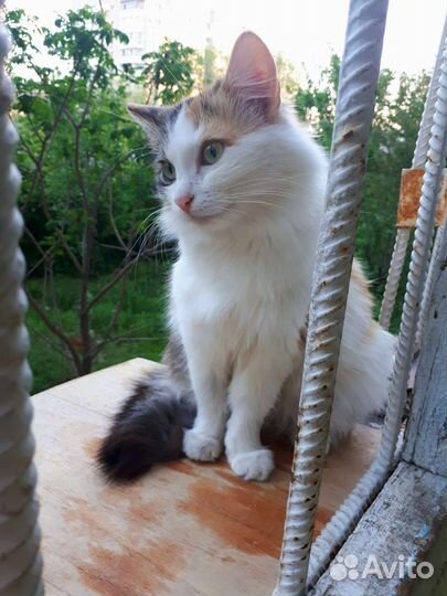 Пушистое трехцветное Счастье