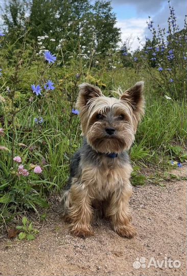 Няня для питомца