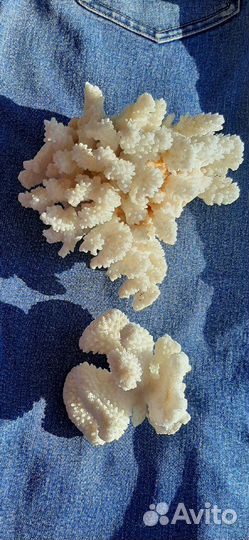 Морская звезда и 2 коралла