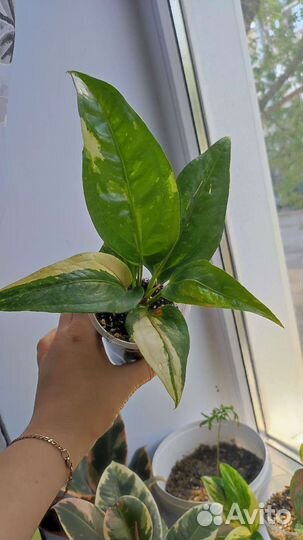 Антуриум вариегатный