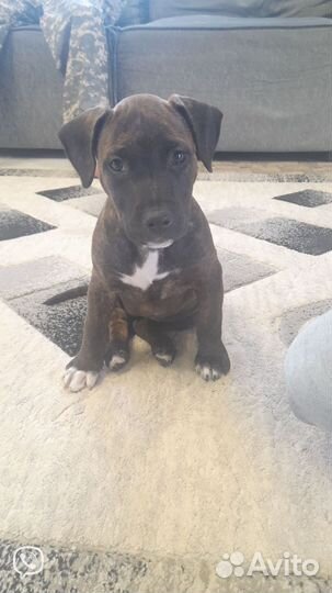 Щенок девочка 3 мес стафордширский терьер