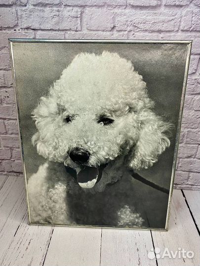 Фотокартина СССР