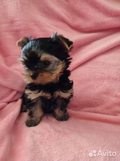 Собаки щенки