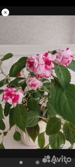 Комнатные цветы