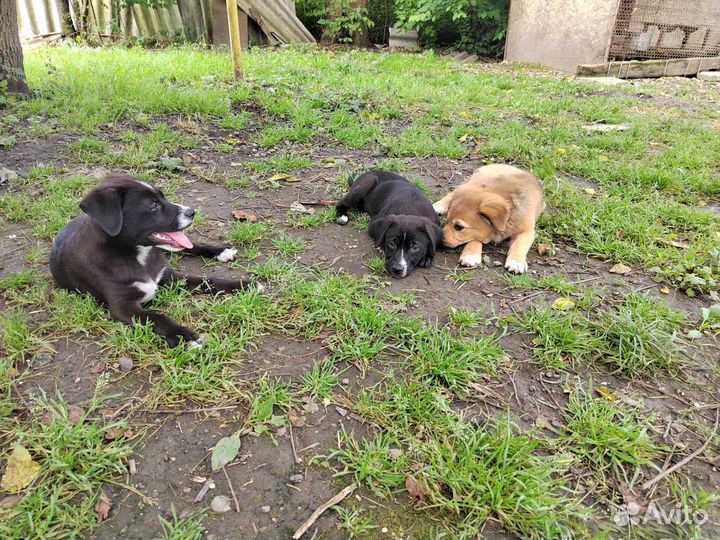 Отдам бесплатно щенят в добрые руки
