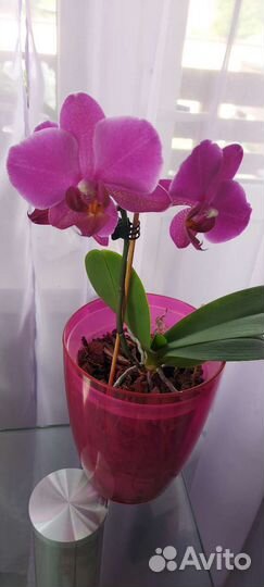 Орхидея фаленопсис