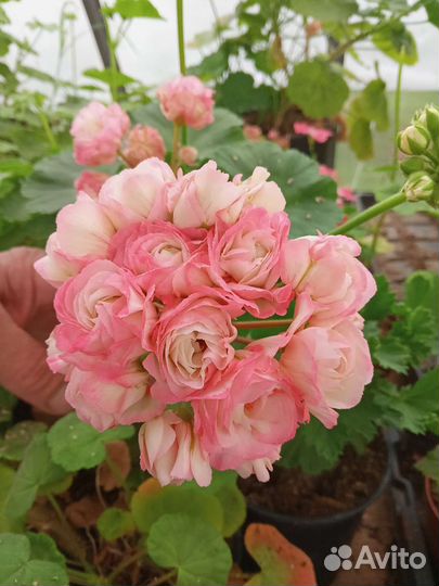 Розебудные пеларгонииПеларгония герань