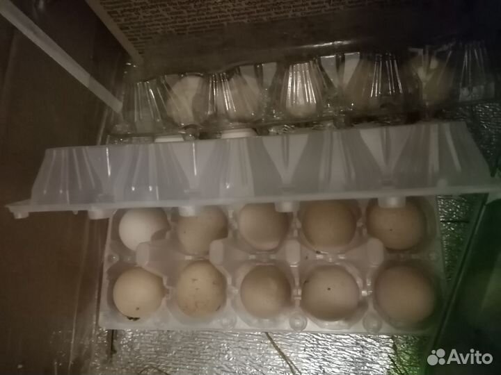 Яйцо цесарки