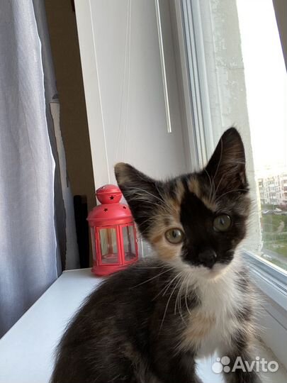 Котята ищут дом