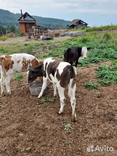 Телята бычки и телочки