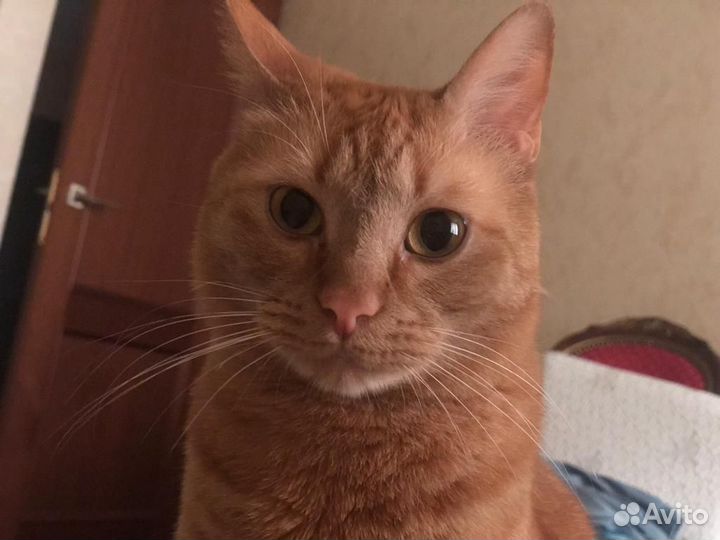 Отдам бесплатно