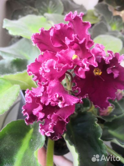 Фиалка детки и не только