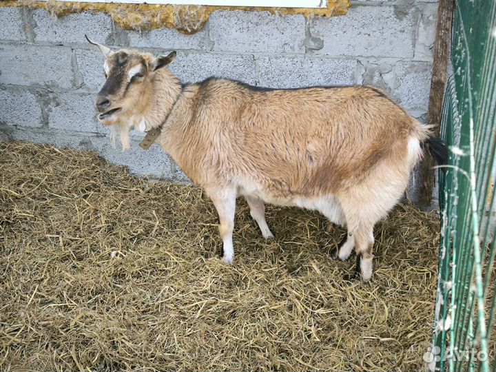 Альпийские козы