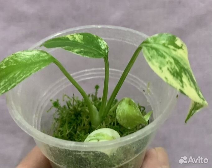 Монстера минт