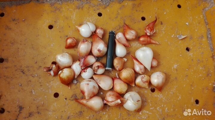 Луковицы тюльпанов