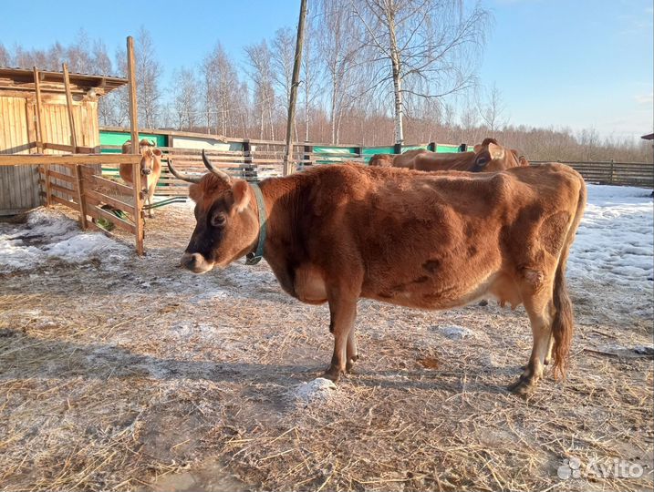 Джерсейская корова