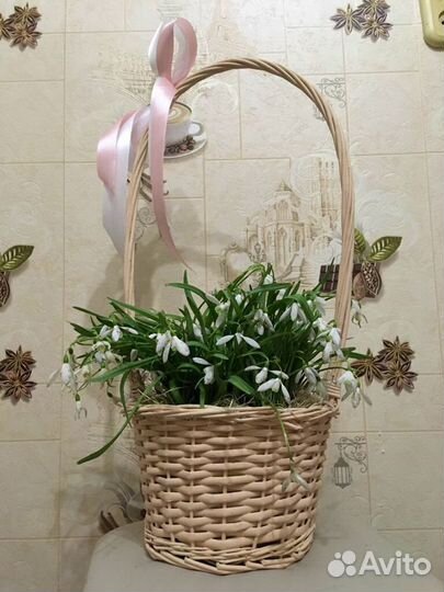 Корзинка подснежников. Цветок с луковицей