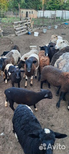 Овцы бараны ягнята
