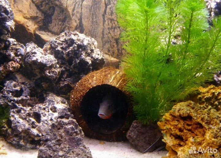 Украшение аквариума - домик для рыбок