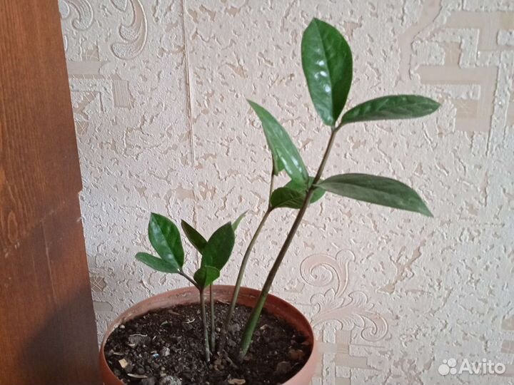 Замиокулькас