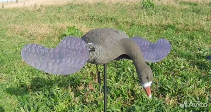 Гусь махокрыл