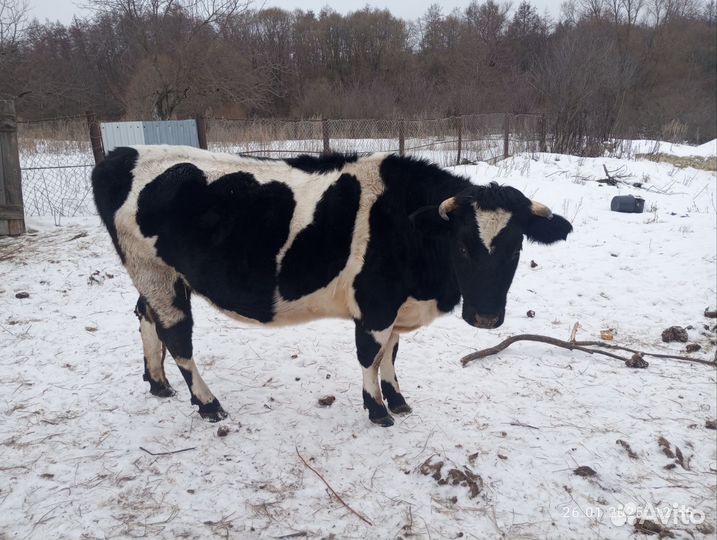 Тёлка стельная