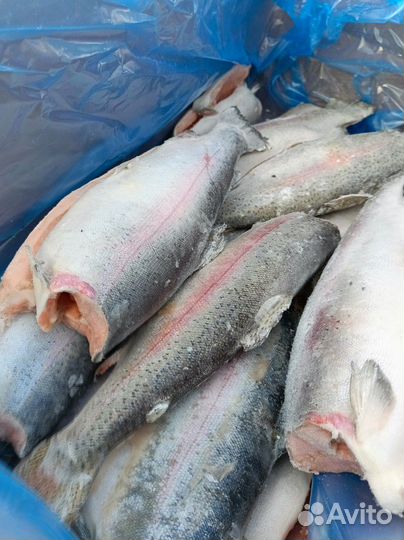 Чавыча 3-3.5свежемороженый