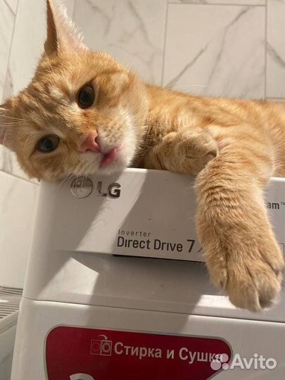 Кот для фотосессии