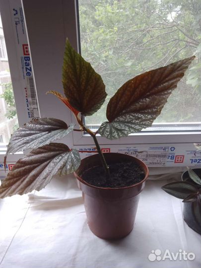 Бегония и традисканция.лиана