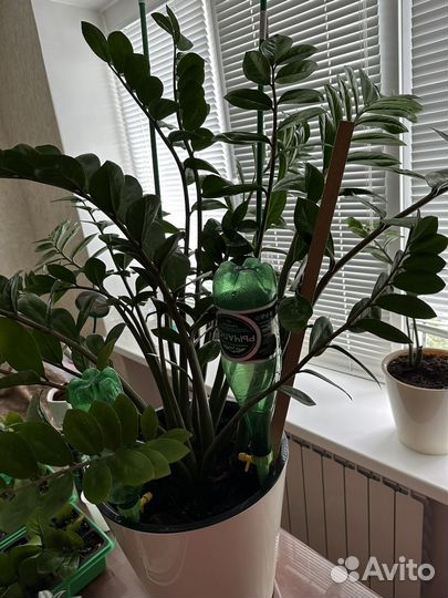 Замиакулькус