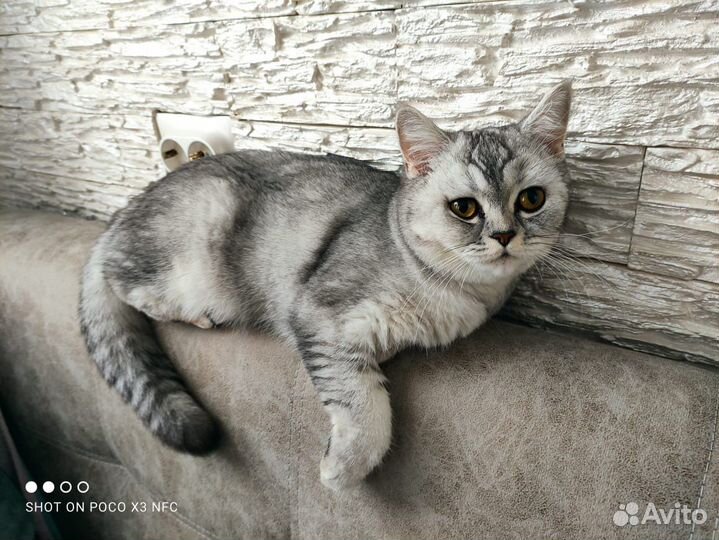 Шотландская прямоухая кошка