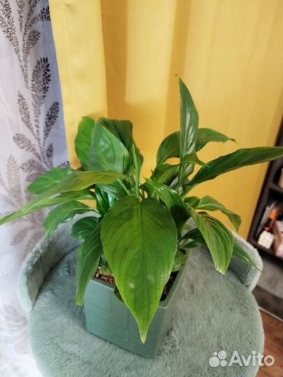 Спатифиллум шопен