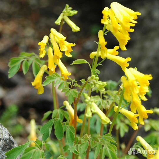 Хохлатка желтая, или Corydalis lutea