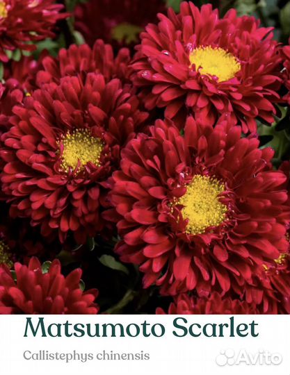 Рассада астры серии Мацумото