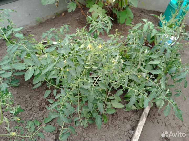 Рассада помидор