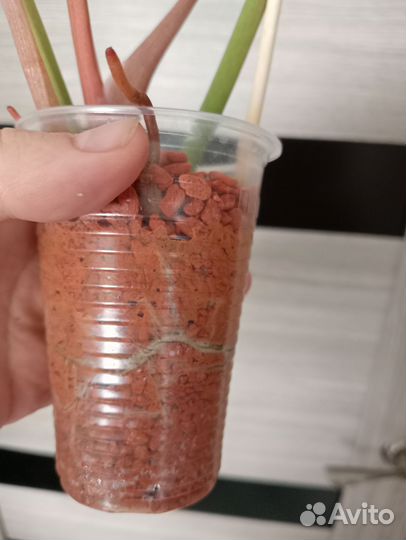 Филодендрон Пин Тонг