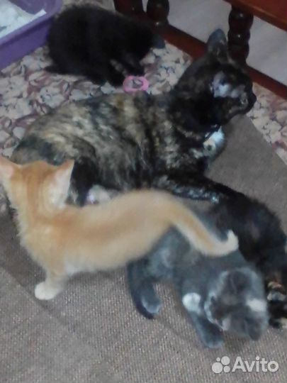 Отдам котятв добрые руки