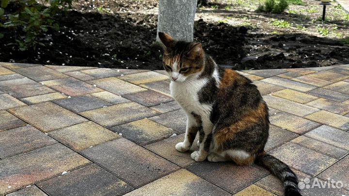 Тротуарная плитка цветная от 120 м2