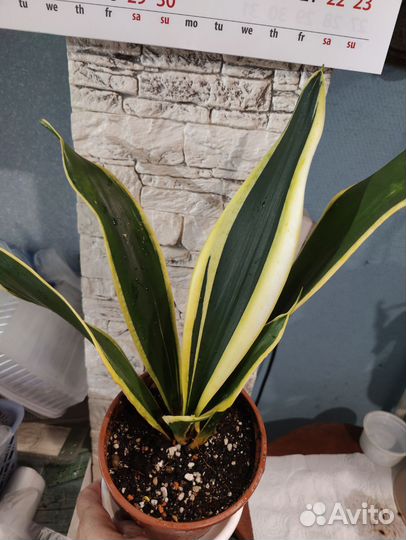 Сансеверия чёрное золото