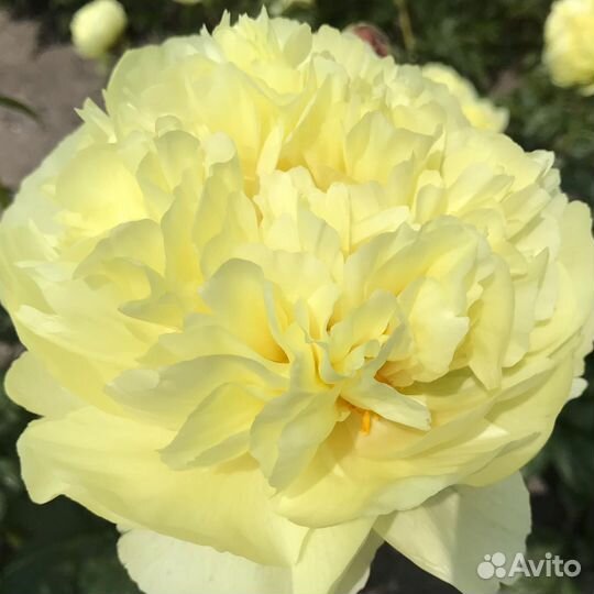 Пион Луна Фортуна