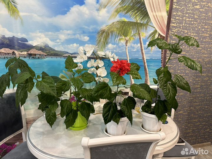 Китайская роза