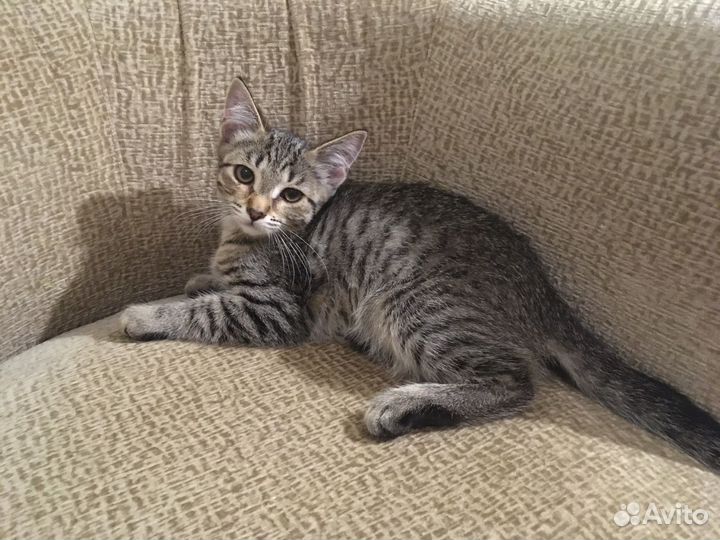 Кошка в дар