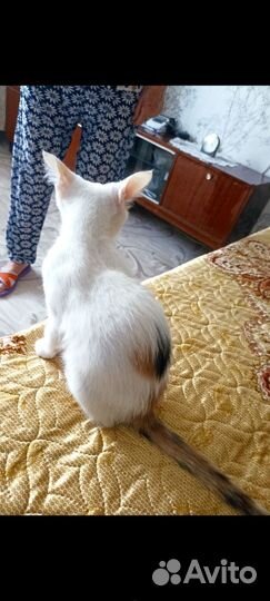 Котёнок ищет дом