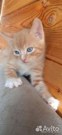 Рыжий котенок мальчик