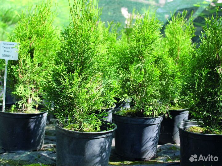 Туя западная 