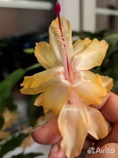 Цветок декабрист