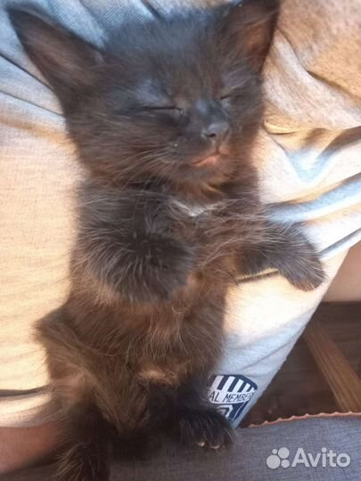 Кошки в добрые руки