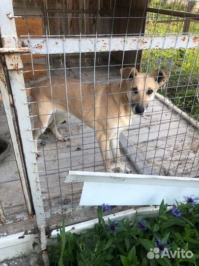 Лабрадор помесь