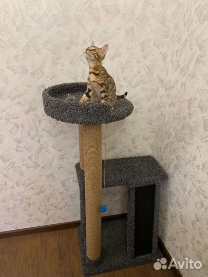 Когтеточка