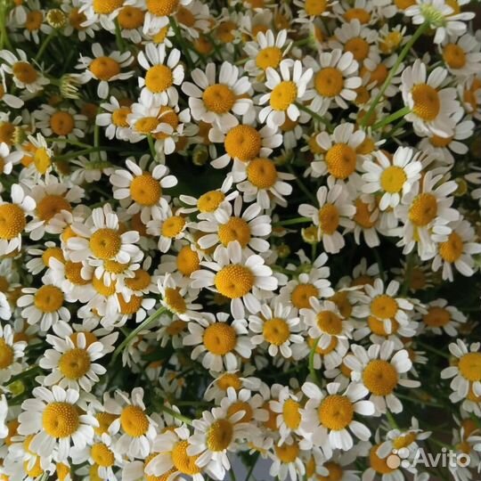 Цветы ромашки